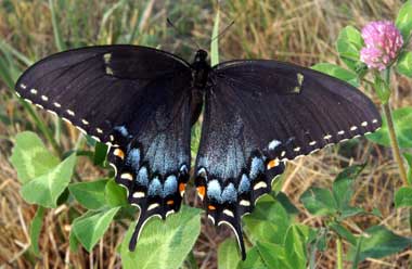 Female eastern tiger swallowtail butterfly