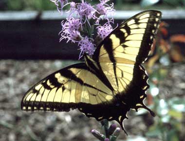 Eastern Tiger Swallowtail butterfly on flower