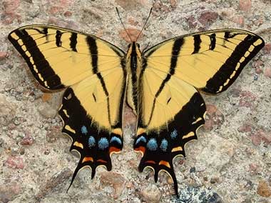 Two-tailed swallowtail butterfly