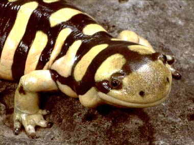 Barred tiger salamander (also called western tiger salamander)