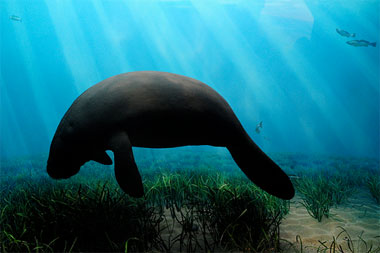 West Indian Manatee swimming