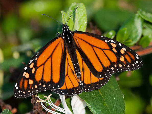 Illinois State Insect Monarch Butterfly