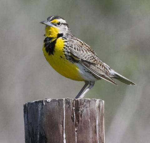 Kansas State Bird 