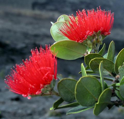 'Ohi'a Blossom Island Flower: Hawai'i | State Symbols USA