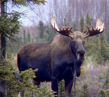 Magnificent Bull Moose