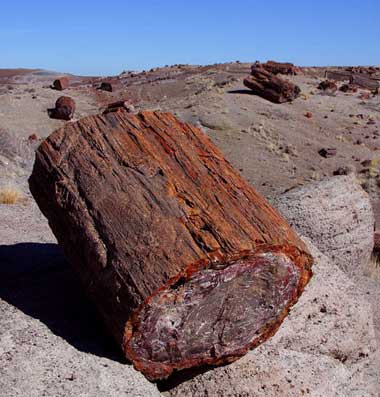 Petrified wood log
