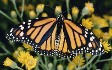 Adult monarch butterfly