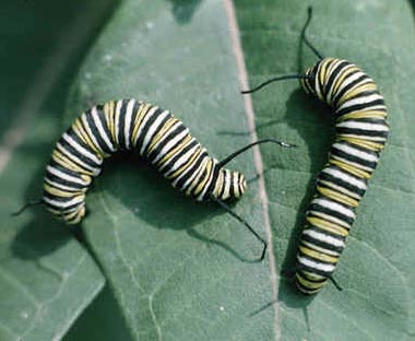 Monarch butterfly caterpillers