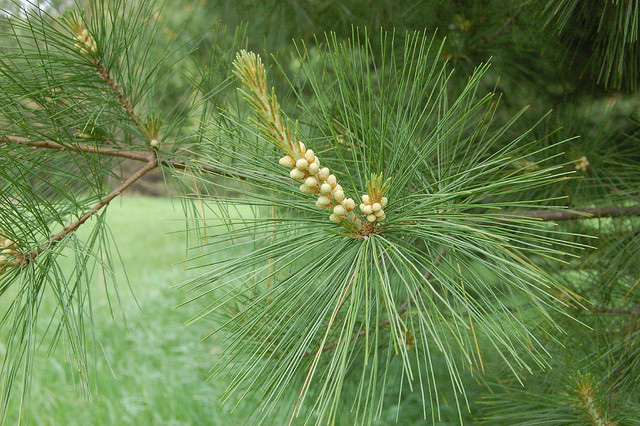 Maine State Floral Emblem  White Pine Cone and Tassel