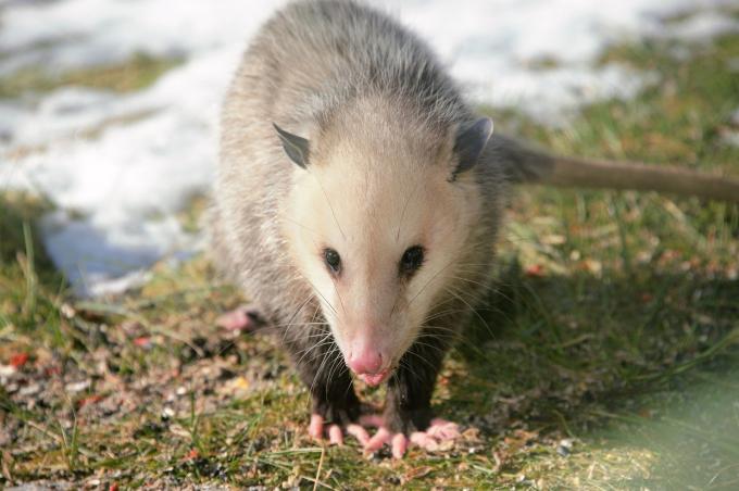 10 Fun Facts About Opossums | State Symbols USA