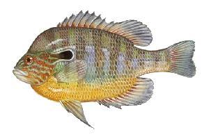Illinois State Fish