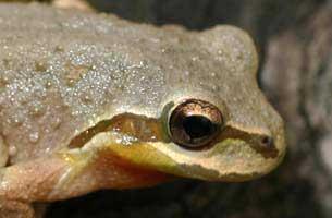 Washington State Amphibian | Pacific Chorus Frog