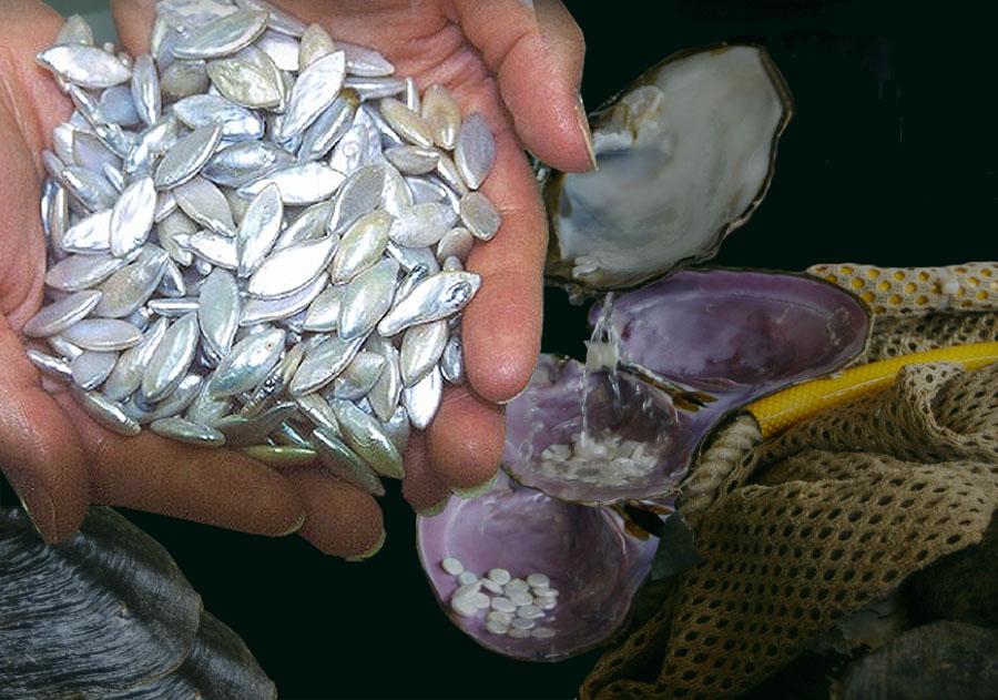 Tennessee State Gem Tennessee River Pearl   RiverPearlsinHand 