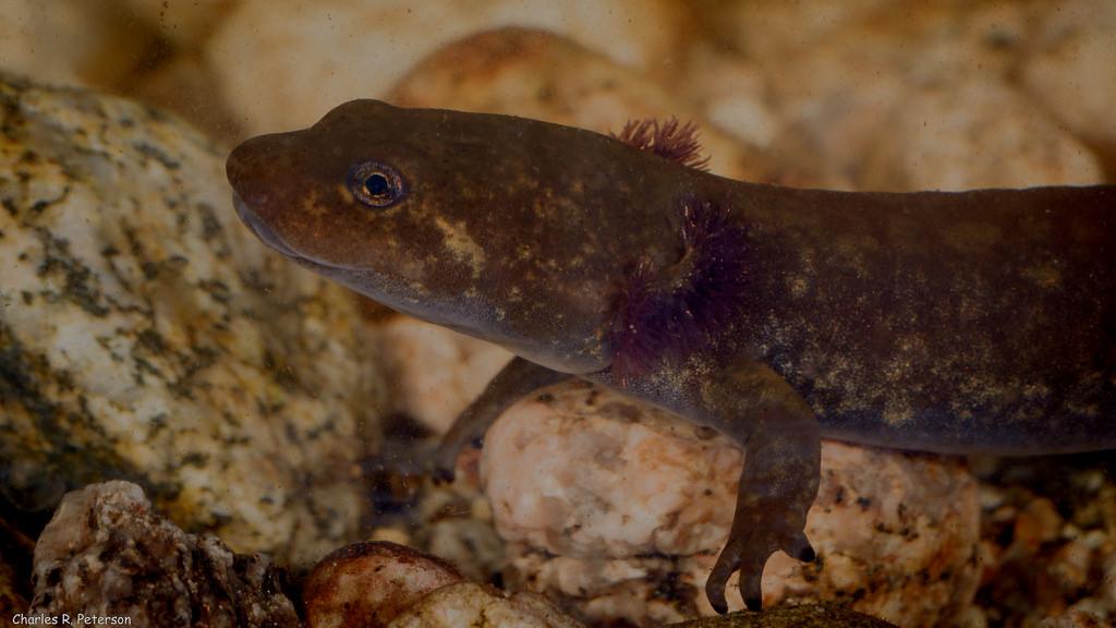 Idaho State Amphibian | Idaho Giant Salamander