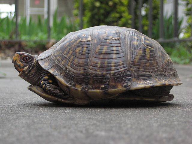 Kansas State Reptile | Ornate Box Turtle