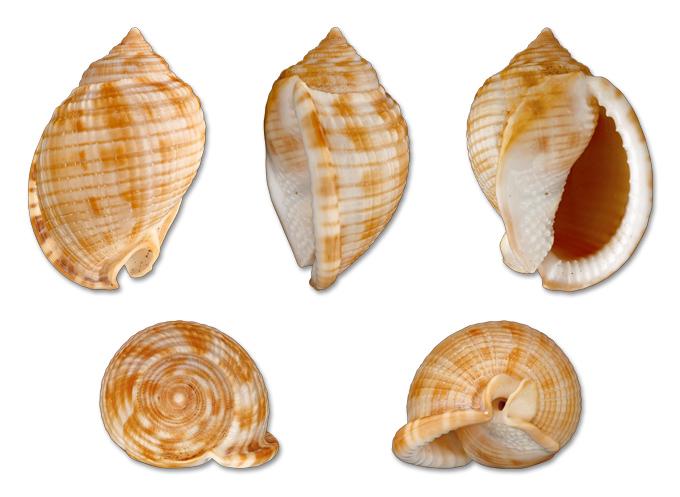 Seashell - Wikipedia