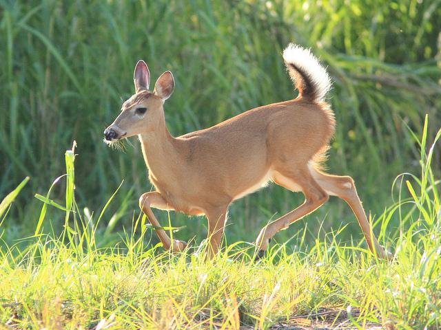 Ohio State Mammal | White-tailed Deer