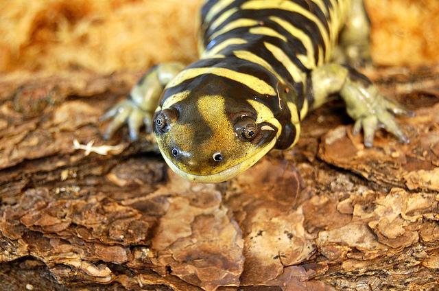 Kansas State Amphibian | Barred Tiger Salamander