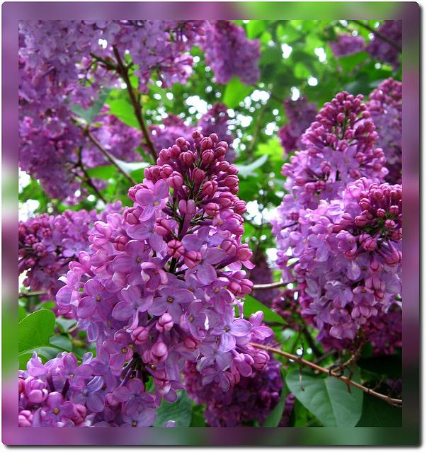 Purple Lilac | State Symbols USA