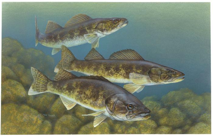 Minnesota state fish hotsell
