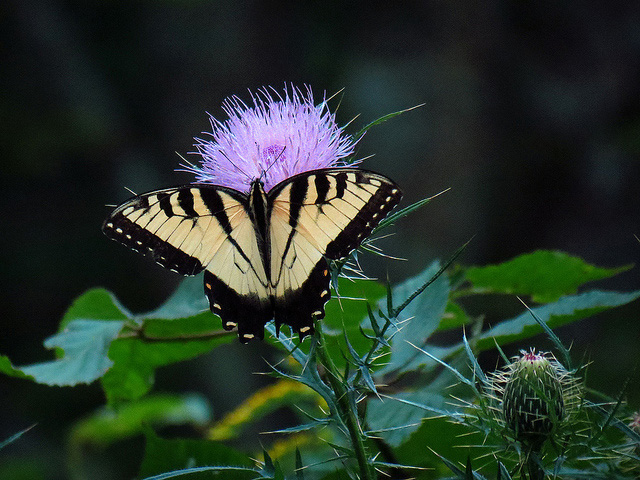 Tiger Swallowtail Butterfly State Butterfly State Symbols Usa