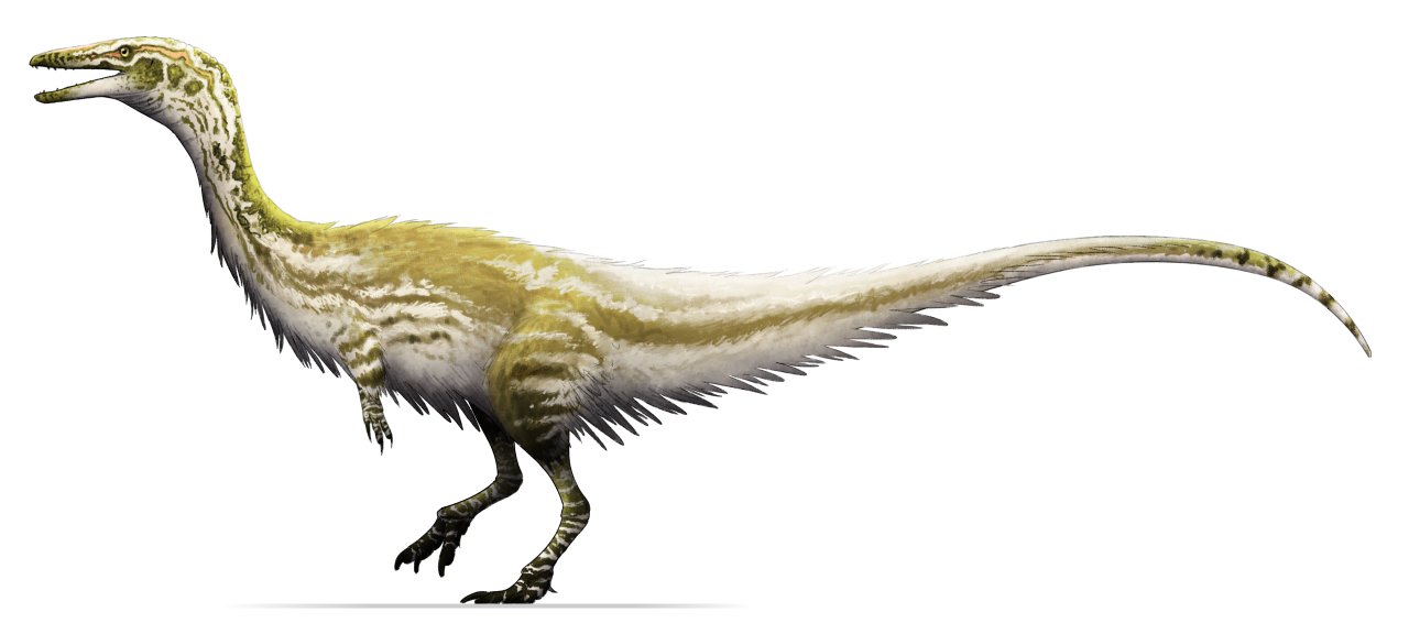 Coelophysis has a long wiry neck, short, clawed forelimbs, long gracile hindlegs, and a long, flexible tail. The animal's body is covered in shaggy protofeathers, and has an off white color broken up by green stripes and splotches.