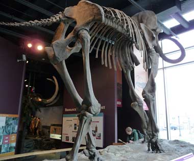 Woolly mammoth fossil skeleton