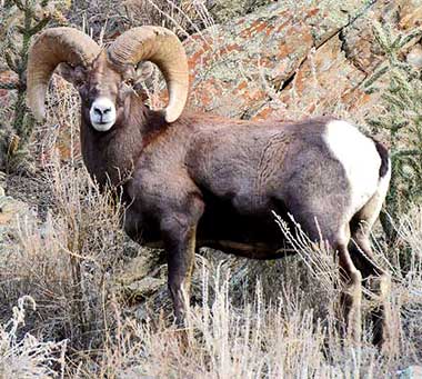 Colorado State Animal | Rocky Mountain Bighorn Sheep