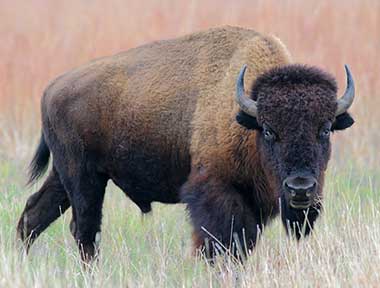 Oklahoma State Animal | Buffalo (American Bison)