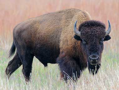 State Animal of Kansas | American Buffalo