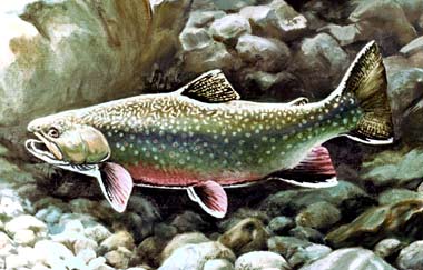 Image result for Michigan State Fish: Brook Trout