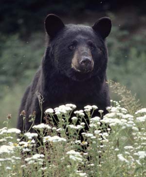 West Virginia State Animal | Black Bear