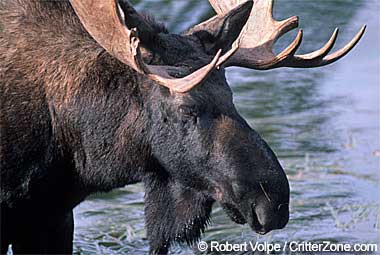 Alaska State Land Mammal | Moose