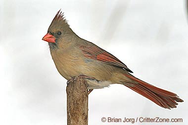 Indiana's State Bird: The Northern Cardinal - WonderLab