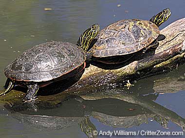 Michigan State Reptile | Painted Turtle