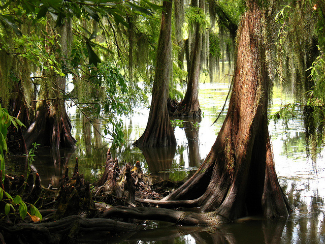 What is a bald cypress tree?