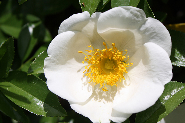 Georgia State Flower Cherokee Rose