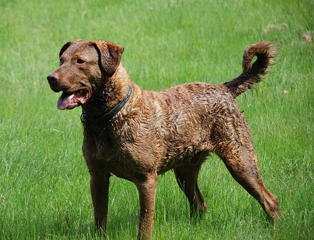 red chesapeake bay retriever