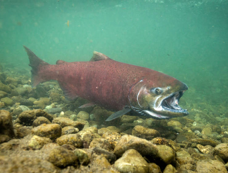 fishing planet unique chinook salmon alaska float