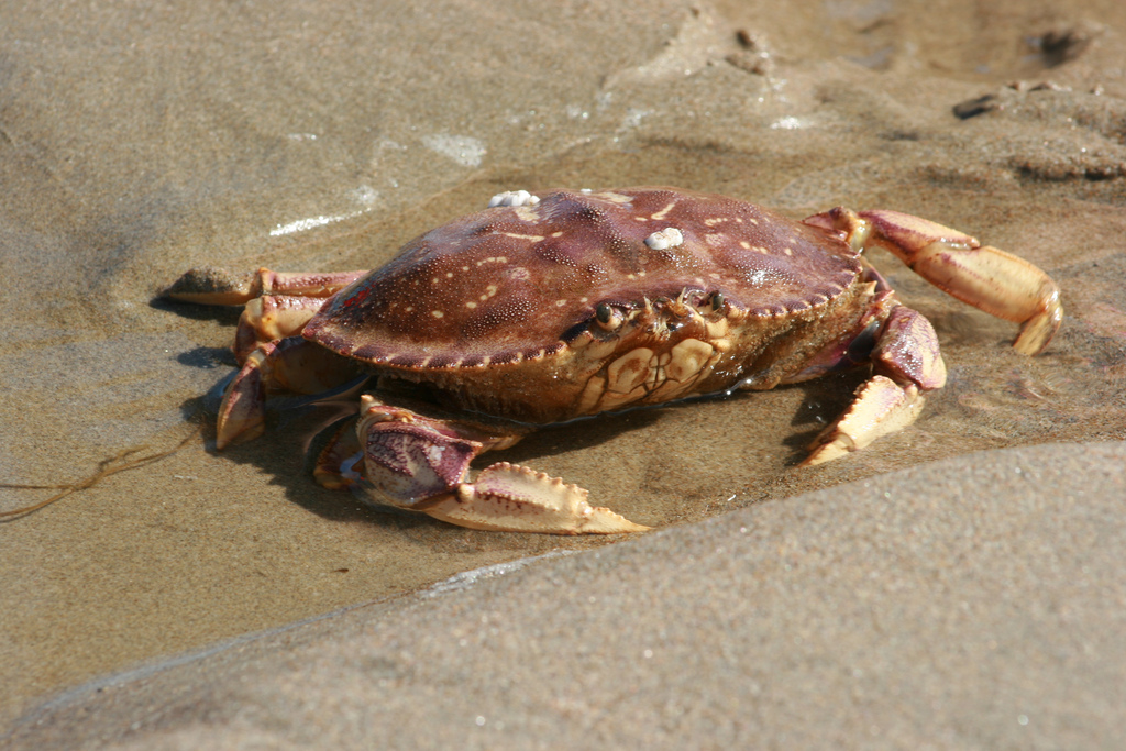 Oregon State Crustacean Dungeness Crab