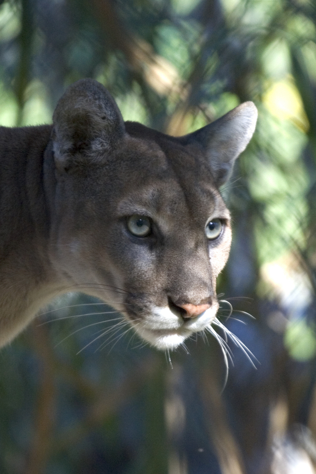 Florida State Animal Florida Panther