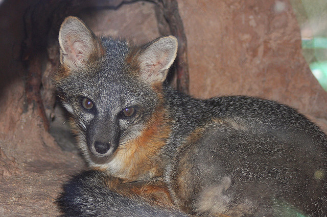Delaware State Wildlife Animal | Grey Fox
