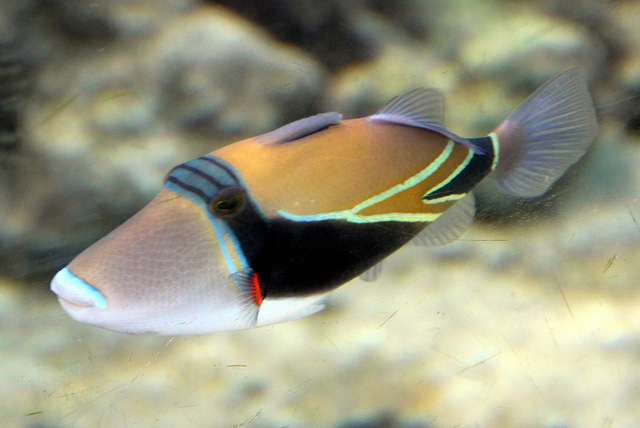 Hawaii State Fish Humuhumunukunukuapua a