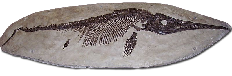 Nevada State Fossil | Ichthyosaur