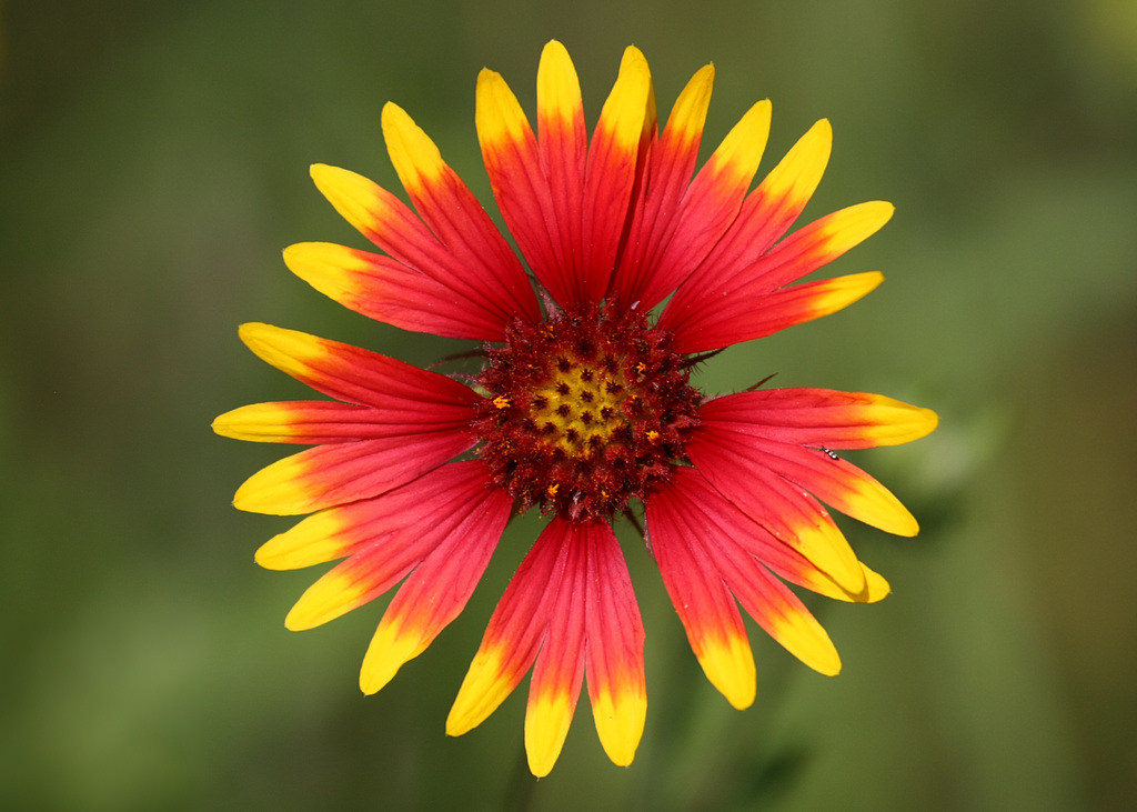 oklahoma-state-wildflower-indian-blanket