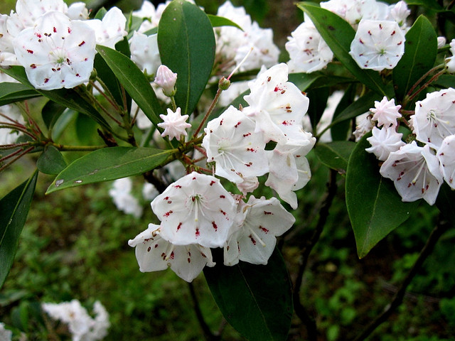 Why did Pennsylvania adopt the mountain laurel as its official state flower?
