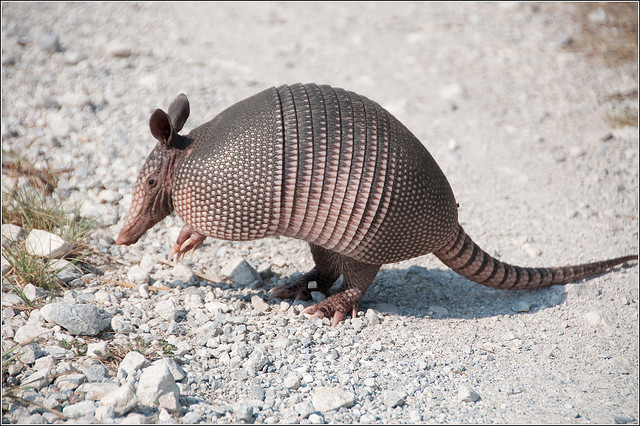 Texas State Small Mammal | Nine-Banded Armadillo