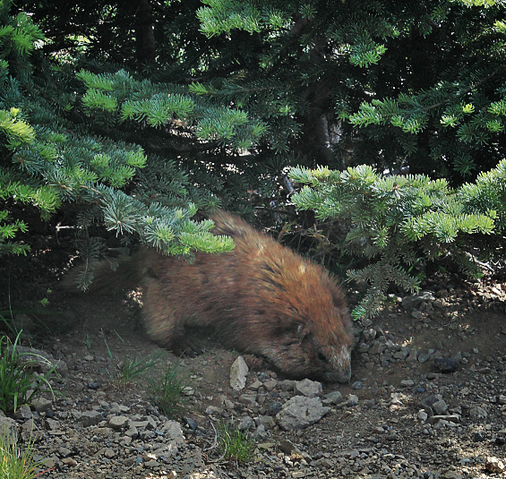 Washington State Endemic Animal | Olympic Marmot