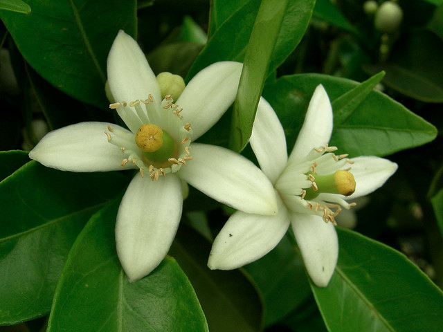 State Flower Series: Florida Orange Blossom