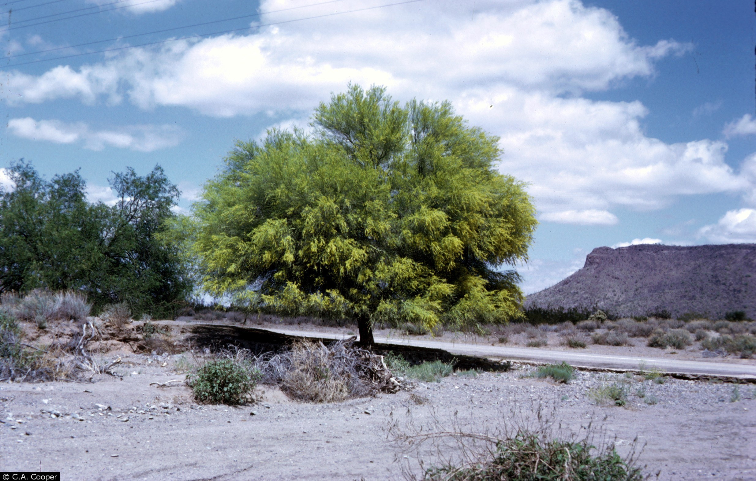 Arizona State Tree Palo Verde